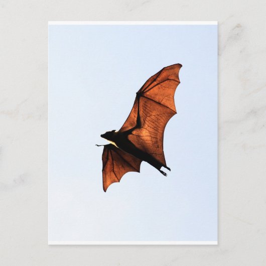 Fruchtbat (Fliegenfuchs) Postkarte (Vorderseite)