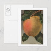 Fruchtchthromlithograph von Belleflower Apple Postkarte (Vorne/Hinten)