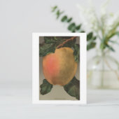 Fruchtchthromlithograph von Belleflower Apple Postkarte (Stehend Vorderseite)