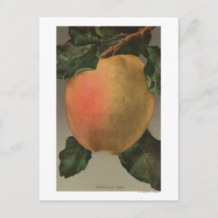 Fruchtchthromlithograph von Belleflower Apple Postkarte