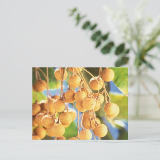 Früchte aus Longan Postkarte (Stehend Vorderseite)