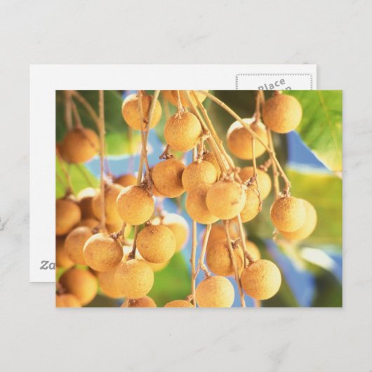 Früchte aus Longan Postkarte (Vorne/Hinten)
