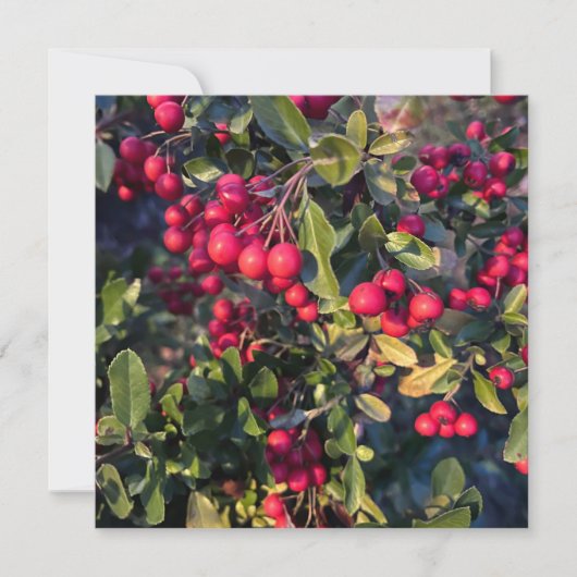 Früchte des Herbst Einladung (Vorderseite)