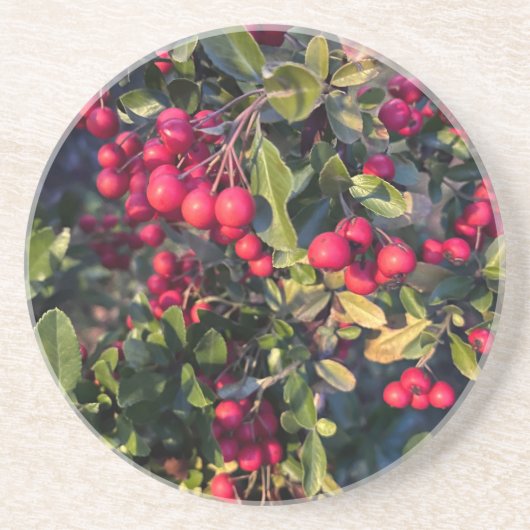 Früchte des Herbst Getränkeuntersetzer (Vorne)