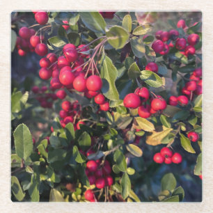 Früchte des Herbst Glasuntersetzer