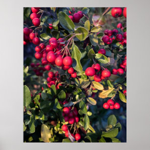 Früchte des Herbst Poster