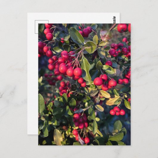 Früchte des Herbst Postkarte (Vorne/Hinten)