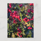 Früchte des Herbst Postkarte (Vorderseite)