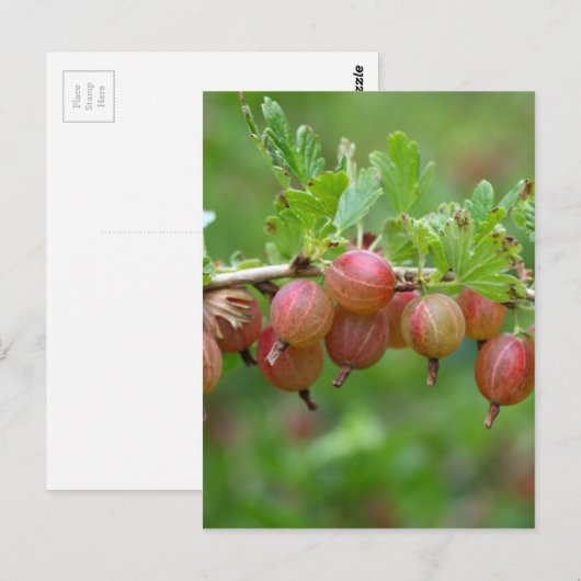 Früchte einer Stachelbeere Postkarte (Vorne/Hinten)