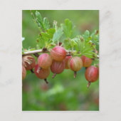 Früchte einer Stachelbeere Postkarte (Vorderseite)