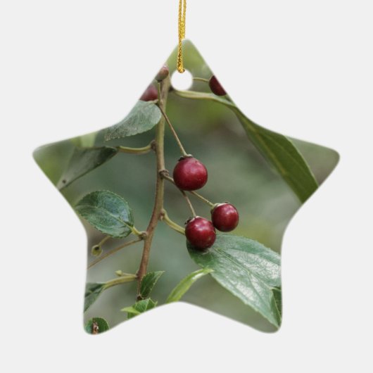 Früchte eines glänzenden Blattwegdorns Keramik Ornament (Vorne)