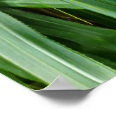 Früchte mit Schraubenkiefer oder Hala Poster (Ecke)