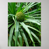 Früchte mit Schraubenkiefer oder Hala Poster (Vorne)