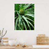 Früchte mit Schraubenkiefer oder Hala Poster (Küche)