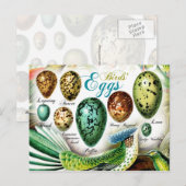 Fruchteier Postkarte (Vorne/Hinten)