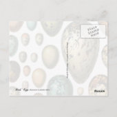 Fruchteier Postkarte (Rückseite)