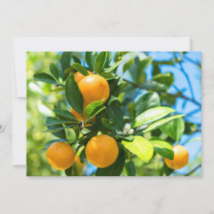 Fruchtender Orangenbaum Dankeskarte