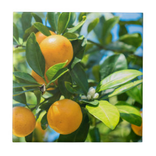 Fruchtender Orangenbaum Fliese