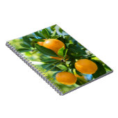Fruchtender Orangenbaum Notizblock (Rechte Seite)