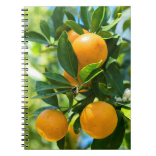 Fruchtender Orangenbaum Notizblock