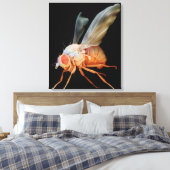 Fruchtfliege Leinwanddruck (Insitu (Schlafzimmer))