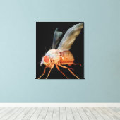 Fruchtfliege Leinwanddruck (Insitu (Holzboden))