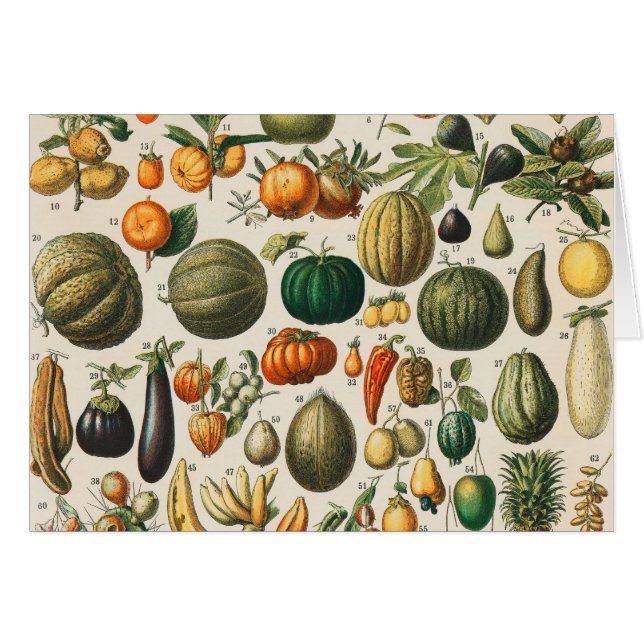 Fruchtpflanzliche wissenschaftliche Illustration (Vorderseite (Horizontal))