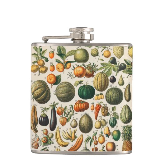 Fruchtpflanzliche wissenschaftliche Illustration Flachmann (Vorderseite)