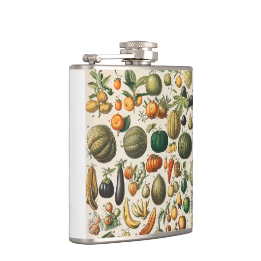 Fruchtpflanzliche wissenschaftliche Illustration Flachmann (Rechts)