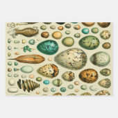 Fruchtpflanzliche wissenschaftliche Illustration Geschenkpapier Set (Vorderseite 3)