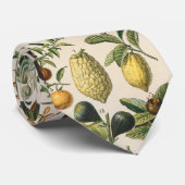 Fruchtpflanzliche wissenschaftliche Illustration Krawatte (Gerollt)