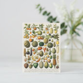 Fruchtpflanzliche wissenschaftliche Illustration Postkarte (Stehend Vorderseite)