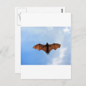 Fruchtschläger Postkarte (Vorne/Hinten)