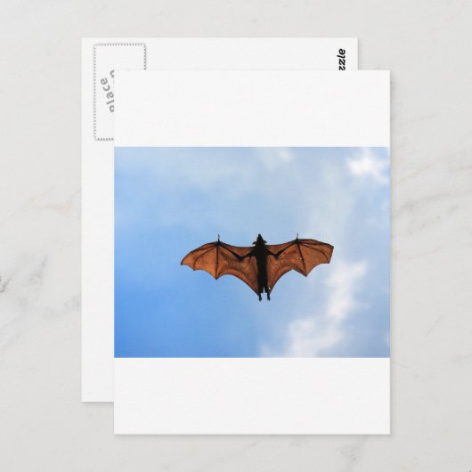 Fruchtschläger Postkarte (Vorne/Hinten)