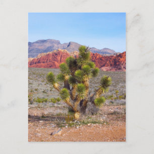 Früh morgendliches Licht am Roten Felsen Canyon Postkarte