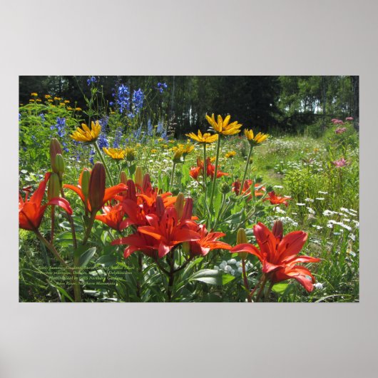 Frühe Sommergärten, Burnt Orange Asiatic Lilies Poster (Vorne)