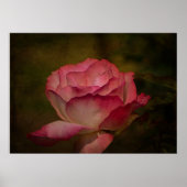 Früher Abendrose Poster (Vorne)