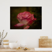 Früher Abendrose Poster (Küche)