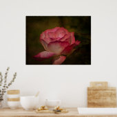 Früher Abendrose Poster (Küche)