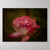 Früher Abendrose Poster (Vorne)
