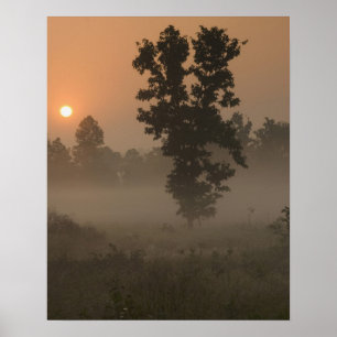 Früher Morgen, aufgehende Sonne und Bodennebel Poster