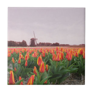Früher Morgen-orange Tulpe-Feld-Windmühle Hollan Fliese
