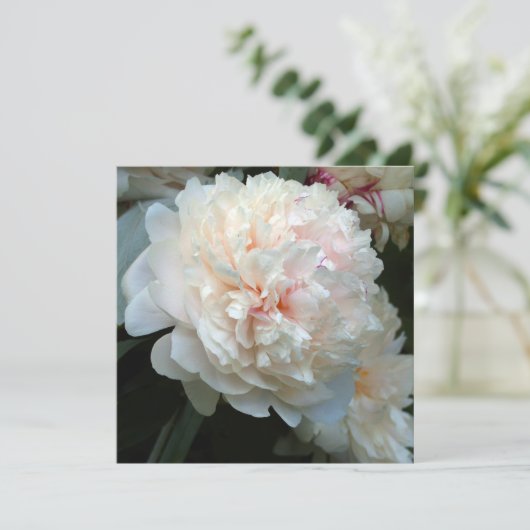 FRÜHER PEONY (Stehend Vorderseite)