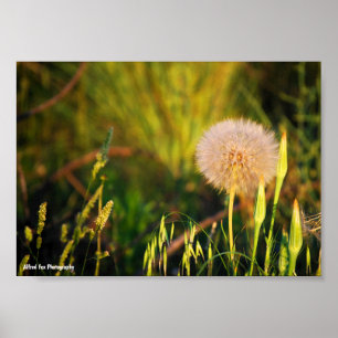Früher Sommer-Western-Salsify Poster