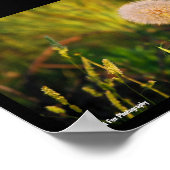 Früher Sommer-Western-Salsify Poster (Ecke)