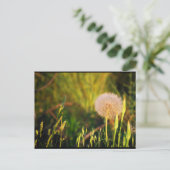 Früher Sommer-Western-Salsify Postkarte (Stehend Vorderseite)
