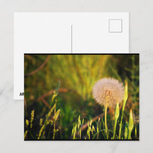 Früher Sommer-Western-Salsify Postkarte