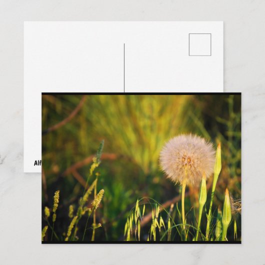 Früher Sommer-Western-Salsify Postkarte (Vorne/Hinten)