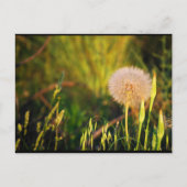 Früher Sommer-Western-Salsify Postkarte (Vorderseite)