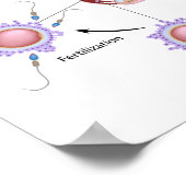 Frühes Entwicklungspaket für den Menschen Poster (Ecke)